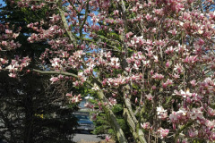 Magnolias-March-2023-17