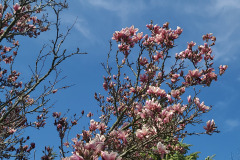 Magnolias-March-2023-6