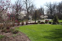 Magnolias-Minnetrista-April-2020-2