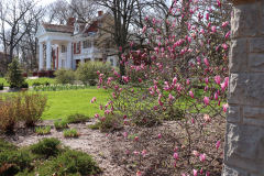 Magnolias-Minnetrista-April-2020-5