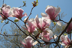 magnolia_04-1