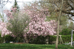 magnolias-enoch-david-4-08-046