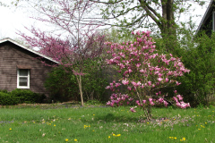 magnolias-enoch-david-4-08-057