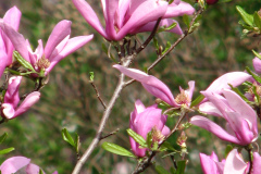 magnolias-enoch-david-4-08-067