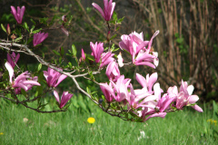 magnolias-enoch-david-4-08-074