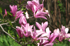 magnolias-enoch-david-4-08-075
