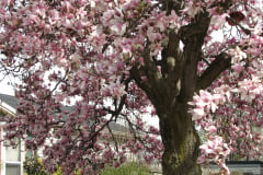 magnolias-enoch-david-4-08-089