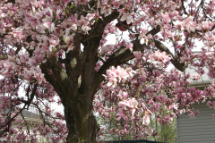 magnolias-enoch-david-4-08-090