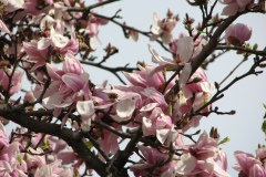 magnolias-enoch-david-4-08-101