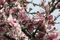 magnolias-enoch-david-4-08-102