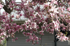 magnolias-enoch-david-4-08-111