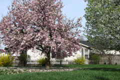 magnolias-enoch-david-4-08-139