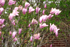 magnolias-etc-4-09-005