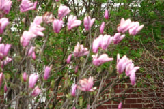 magnolias-etc-4-09-005