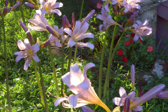 Center-20110810-00006