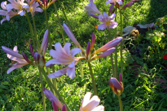 Center-20110810-00009