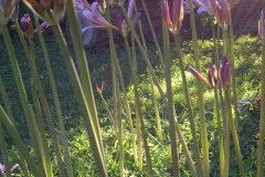 Center-20110810-00016
