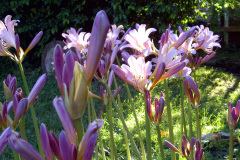 Center-20110810-00023