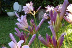 Center-20110810-00025