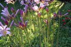 Center-20110810-00031