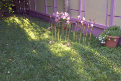 Naked-Ladies-08-20-2011-2