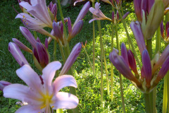 Naked-Ladies-08-20-2011-more-12