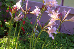 Naked-Ladies-08-20-2011-more-5