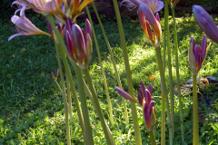 Naked-Ladies-08-20-2011-more-8