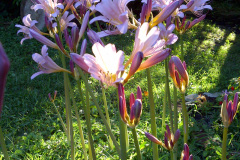 Naked-Ladies-08-20-2011-more-9