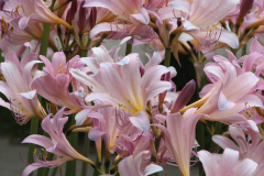 Naked-Ladies-2009-08-109