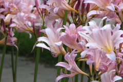 Naked-Ladies-2009-08-111