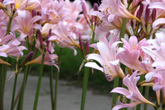 Naked-Ladies-2009-08-112