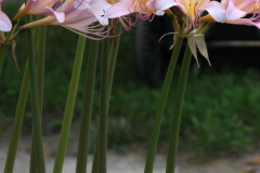 Naked-Ladies-2009-08-123