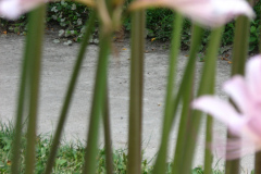 Naked-Ladies-2009-08-131
