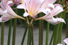 Naked-Ladies-2009-08-132