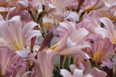Naked-Ladies-2009-08-135