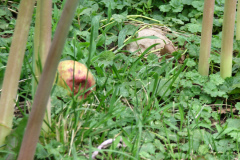 Naked-Ladies-2009-08-136