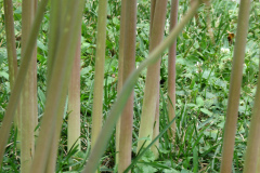 Naked-Ladies-2009-08-137