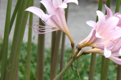 Naked-Ladies-2009-08-138