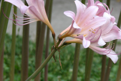 Naked-Ladies-2009-08-139