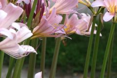 Naked-Ladies-2009-08-141