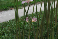 Naked-Ladies-2009-08-146