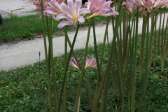 Naked-Ladies-2009-08-147