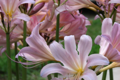 Naked-Ladies-2009-08-152