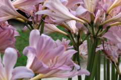 Naked-Ladies-2009-08-155