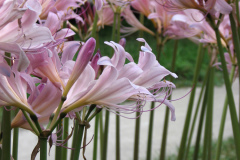 Naked-Ladies-2009-08-160