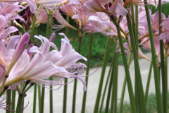 Naked-Ladies-2009-08-161