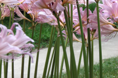 Naked-Ladies-2009-08-162
