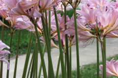 Naked-Ladies-2009-08-163