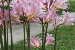 Naked-Ladies-2009-08-166